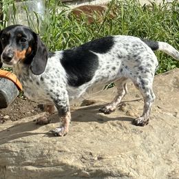 Brenna - Piebald female Dachshund puppy in Johnson, Vermont from RBP Dachshunds