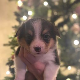 Boy 2 - Sable male Pembroke Welsh Corgi puppy in Sacramento, California from 777 Corgis