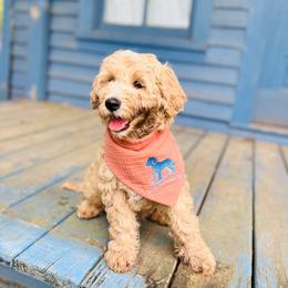 Rocket - Cream male Goldendoodle puppy in Evans, Georgia from Have-a-Doodle Hill