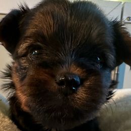 Sprout - Black and tan male Yorkshire Terrier puppy in Cameron, Oklahoma from Jane’s Yorkies