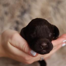 Lavender - Chocolate female Australian Labradoodle puppy in Williamstown, New York from Lewis Manor Labradoodles