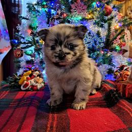 INDIGO-Girl 1 - Blue merle female Pomeranian puppy in Lore City, Ohio from Tonia's Pomeranians