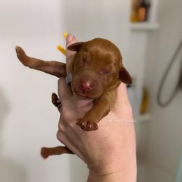 Yellow - Yellow female Labrador Retriever puppy in Gillete, Wyoming from Red Prairie Retrievers