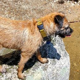 Border Terriers from Christine Vienneau's Border Terriers