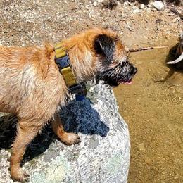Border Terriers from Christine Vienneau's Border Terriers
