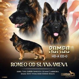 Romeo Od Slankamema - German Shepherd