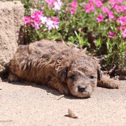 Olivia - Merle female Whoodle puppy in West Bend, Iowa from Blue Skies Terriers