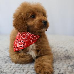 Axel - Red  male Goldendoodle puppy in Apopka, Florida from Rae Precious Puppies