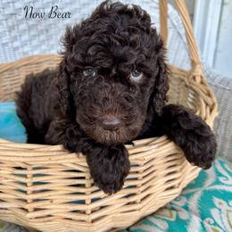 Snickers - Chocolate male Goldendoodle puppy in Taylorsville, Georgia from Sweet Southern Doodles