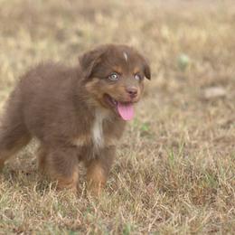 Miniature Australian Shepherd Puppies from MAC's Cirkles 8 Aussies