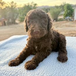 Scooby - Cafe au lait male Poodle puppy in Meadowbrook, California from Standard Poodle Pups
