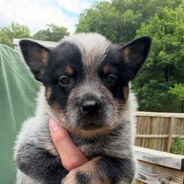 Mando - Blue male Australian Cattle Dog puppy in Devalls Bluff, Arkansas from Coolhand's Australian Cattle Dogs
