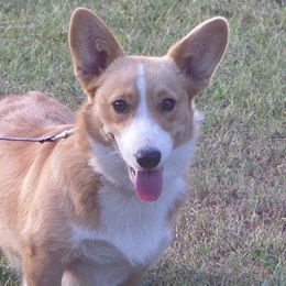 Pembroke Welsh Corgis from Arkansas Corgis