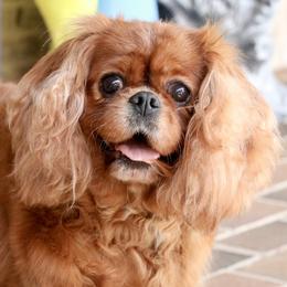 Wendy - Cavalier King Charles Spaniel
