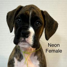 Boxer puppies from Riverside's Boxers