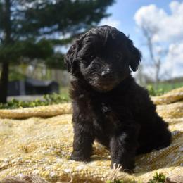 Grey - Black and white male Aussiedoodle puppy in Angola, Indiana from Classic City Doodles
