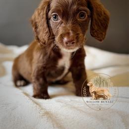 Kylo - Chocolate male Dachshund puppy in Lumber City, Georgia from Willow Run LLC