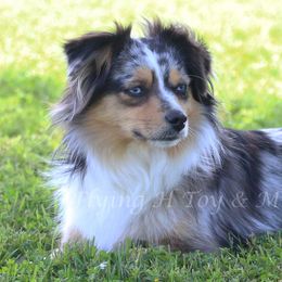 Miniature Australian Shepherds and Toy Australian Shepherds from Flying H Toy and Mini Aussies