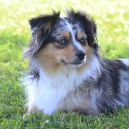 Miniature Australian Shepherds and Toy Australian Shepherds from Flying H Toy and Mini Aussies