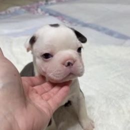 Boston Terrier Puppies from Candi's Boston Terriers