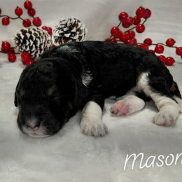 Mason - Black male Goldendoodle puppy in Eau Claire, Wisconsin from Fisher River Doodle's