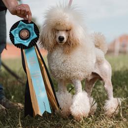 Poodles from Enrose Poodles