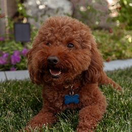 Goose - Poodle