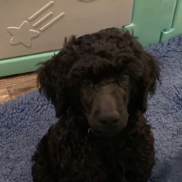 Goldendoodle and Poodle Puppies from Heartland Poodles and Doodles