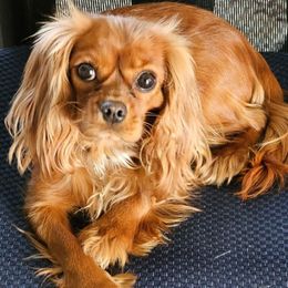 Rose - Cavalier King Charles Spaniel