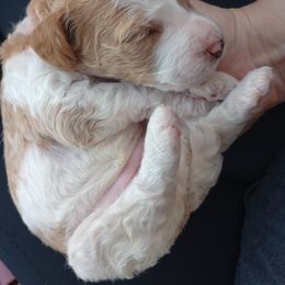 Poodle Puppies from White Willow Poodles