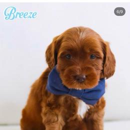 Breeze - Red male Australian Labradoodle puppy in Diamond Bar, California from Furrytaildoodles