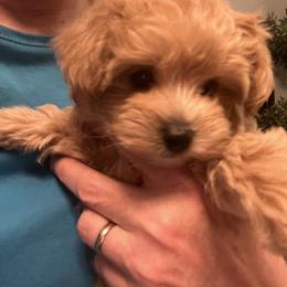 Maltese and Maltipoo Puppies from PrissyPawz