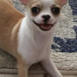 Chihuahuas from Marjax Chihuahuas