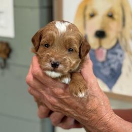 Cilantro - Red  male Goldendoodle puppy in Wharton, Texas from Little Fur Friends