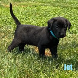 Jet - Black male Labrador Retriever puppy in Tigard, Oregon from Morrison Labrador Retreivers