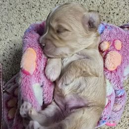 Allis - White and tan female Maltese puppy in Ludington, Michigan from OT Maltese & Co