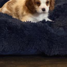 Prince - Blenheim male Cavalier King Charles Spaniel puppy in Parker, Colorado from Infinity Paws Cavaliers