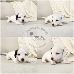 Dipstick - Piebald male Dachshund puppy in Dighton, Massachusetts from Powerdox Dachshunds