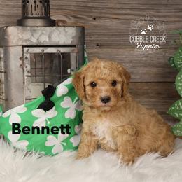 Bennett - Yellow and white male Bernedoodle puppy in Heyworth, Illinois from Cobble Creek Puppies