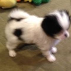 Japanese Chin Puppies from Dizzy Japanese Chin