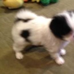 Japanese Chin Puppies from Dizzy Japanese Chin