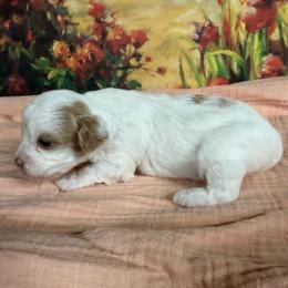 Lenore 4 pound Toy - Parti female Maltipoo puppy in Lawrenceburg, Tennessee from LUV Poodles and Maltipoos