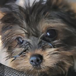 Yorkshire Terriers from Riverella