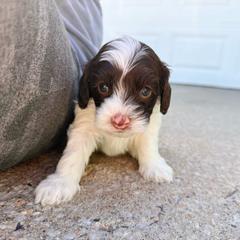 Tommi - Chocolate male Australian Labradoodle puppy in Wamego, Kansas from Doodles of Oz