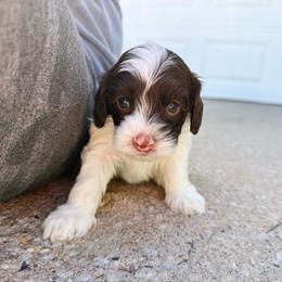Tommi - Chocolate male Australian Labradoodle puppy in Wamego, Kansas from Doodles of Oz