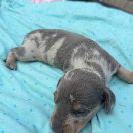 Blue - Dapple male Dachshund puppy in Berwick, Louisiana from Shazia Sultan