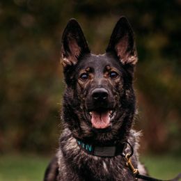 Dre - German Shepherd