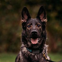 Dre - German Shepherd