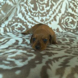 Cherry - Red female Dachshund puppy in Opelika, Alabama from Dachshund Darlins