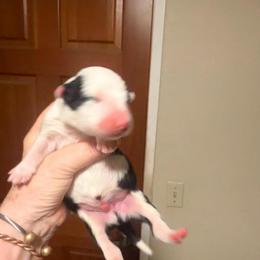 Rosebud (Buddy) - Black and white male Border Collie puppy in Lebanon, Oregon from Cahill’s Canines